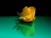 lxf63-rose-2.jpg lxf63-rose-2.jpg