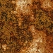 lxfNN-rust-sample.jpg